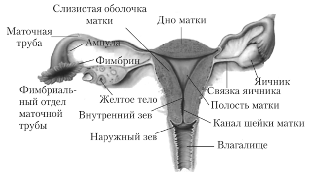 Строение внутренних женских половых органов.