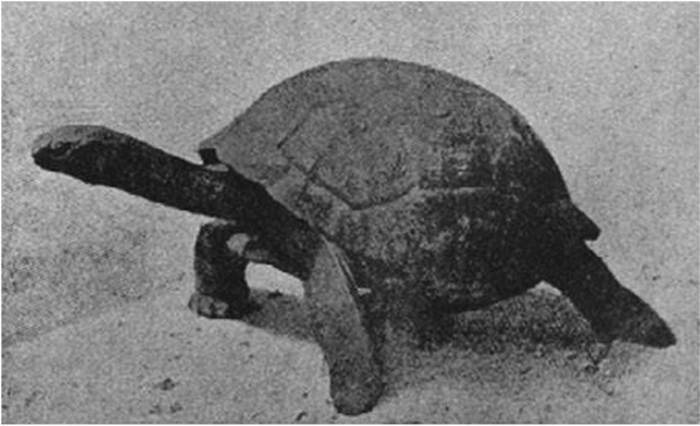 Водяная черепаха 150 лет (по Рей Ланкестеру).