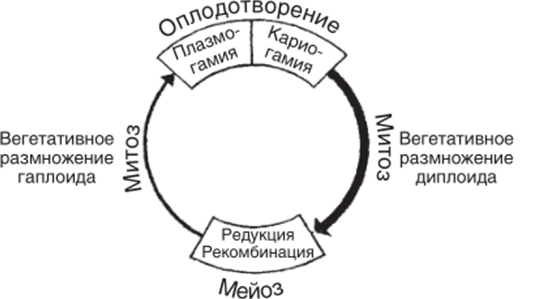 Обобщенная схема жизненного цикла эукариотических организмов.