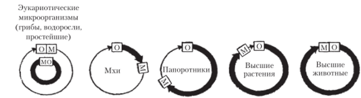 Разнообразие жизненных циклов у эукариот.