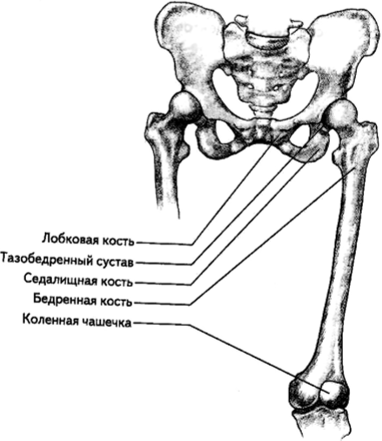 Костные структуры верхней части ноги [2, с. 103] Четырехглавая мышца бедра (см. рис. 9, а) имеет четыре головки.