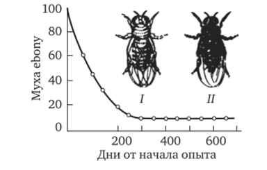 Балансированный полиморфизм по локусу окраски тела в опытной популяции плодовых мух.