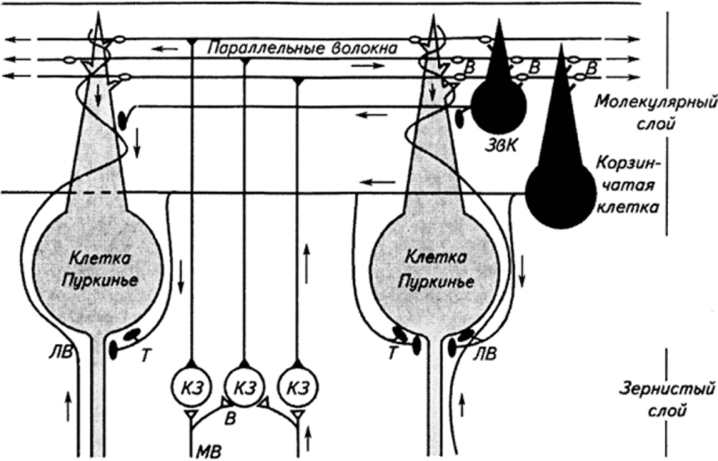 Схема синаптических связей нейронов мозжечка (Дж. Эккле, 1969).