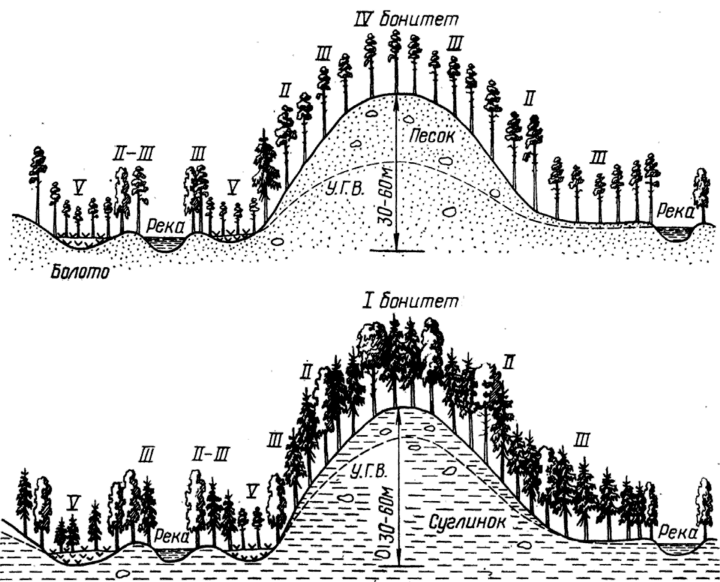 Зависимость состава древостоев и класса бонитета от механического состава и режима увлажнения почвы [3].