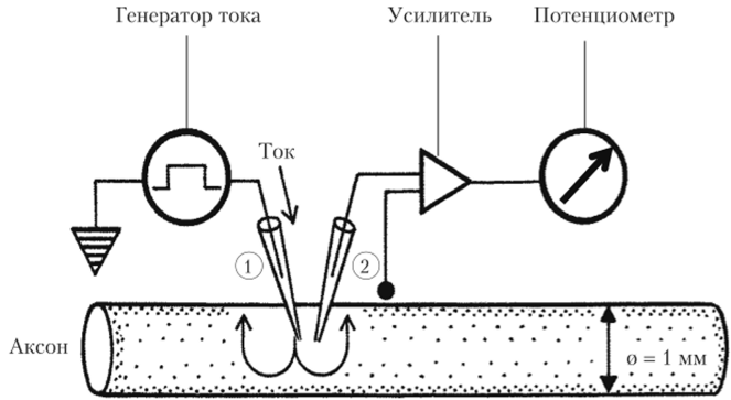 Схема эксперимента с раздражением мембраны гигантского аксона кальмара электрическим током и отведением ПД с помощью внутриклеточных электродов.