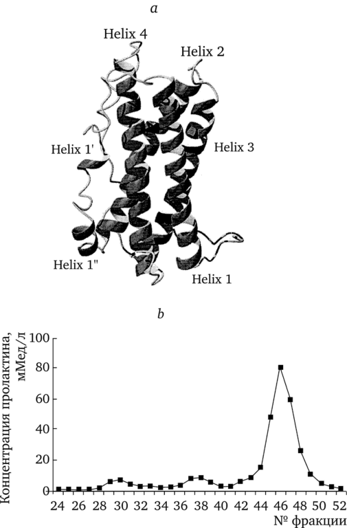 Структура мономерного пролактина человека (по Teilum et al., 2005) и распределение фракций пролактина человека в сыворотке крови (по Beltran et al., 2008).