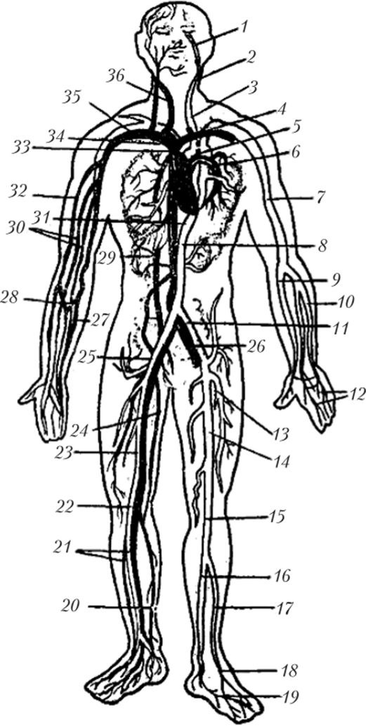 Кровеносная система (общая схема).