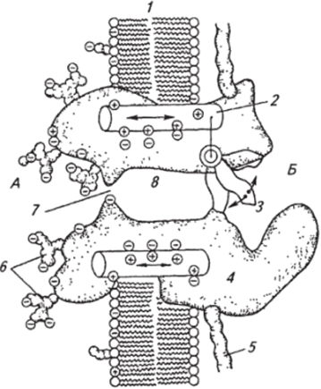 А — наружная среда; Б — внутриклеточная среда; 1 — липидный бислой; 2,3 — воротный механизм (2 — сенсор напряжения, 3— «ворота*); белковая макромолекула; 5 — якорный белок; б —углеводная цепочка; 7—селективный фильтр; 8— пора для прохода ионов канал открывается. В пользу того, что в канале происходят подобного вида перестройки, указывает регистрация так называемых «воротных токов», возникающих при движении участков молекул, имеющих заряженные группы. Изменения потенциала на мебране на сотые доли вольта могут существенно повлиять на расположение участков молекул, имеющих заряженные группы. В частности, деполяризация на 40...50 мВ обычно приводит к открыванию большей части каналов в мембране. Толщина бислоя мембраны, в котором находятся каналы, составляет около 10 нм (10_8см). Значит, при деполяризации на 50 мВ через этот бислой возникает изменение напряжения, равное 5- 10~2 В на 10~6 см, или 50000 В/см. Несомненно, что заряженные группы белков — каналов будут реагировать на такие изменения напряжения и отвечать на них пространственными перестройками каких-то участков белковых молекул.