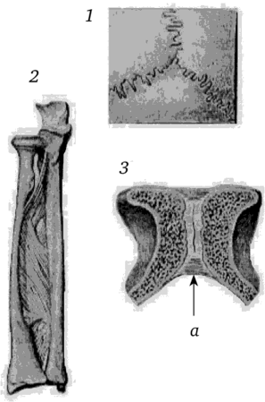 Примеры соединения костей.