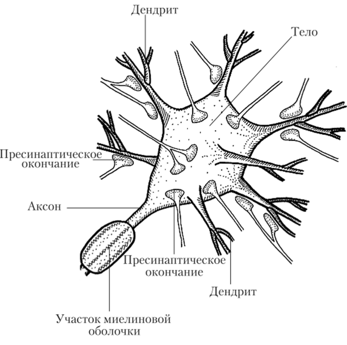Нейрон с многочисленными синапсами на его теле и дендритах.
