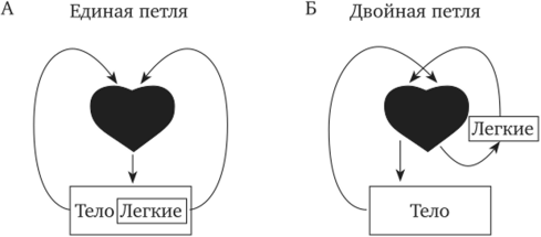 Примеры ошибочной (А) и правильной (Б) ментальных моделей системы кровообращения (по.