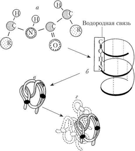 Структура белковой молекулы.