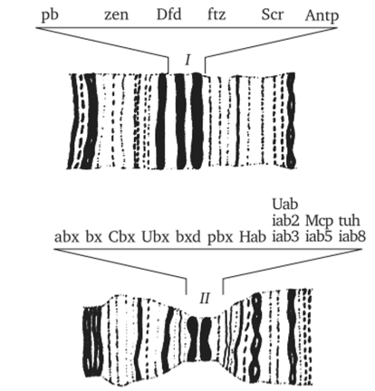 Участки политенных хромосом дрозофилы с указанием расположения комплексов ANT-C (I) и ВХ-С (II) и генов, входящих в эти комплексы.