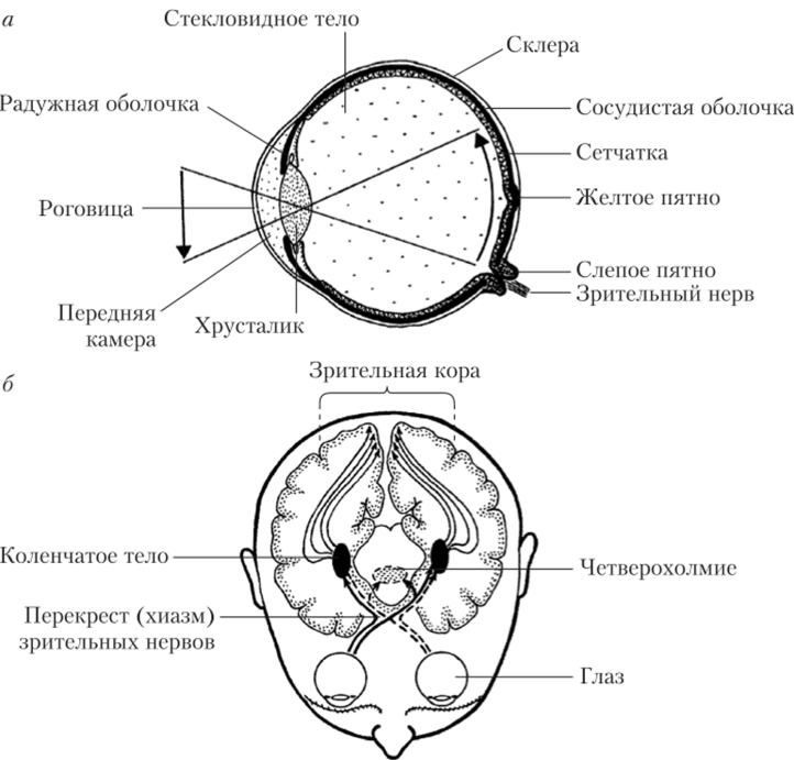Строение органа зрения (а) и основных зрительных нервных путей (б).