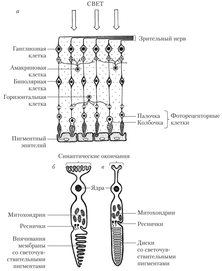Клеточное строение сетчатки (а), структура колбочки (б) и палочки (в).