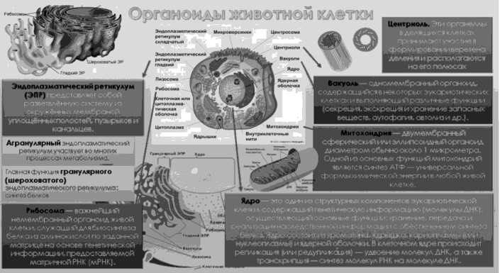 Инфографика «Органоиды животной клетки». 11-й класс.