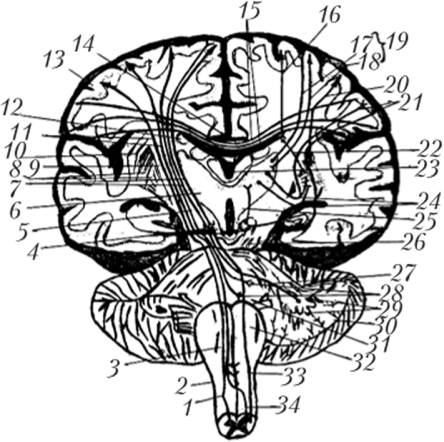 Нисходящие пути головного и спинного мозга; фронтальный разрез.