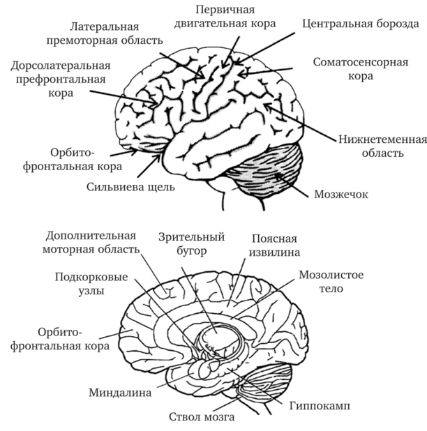 Расположение анатомических структур на внешней и внутренней поверхностях головного мозга.