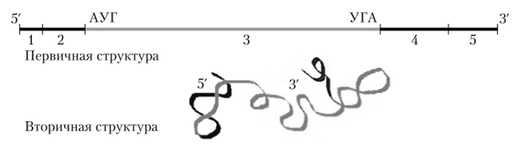 Схематичное изображение структур иРНК.