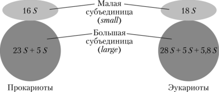 Локализация рРНК в рибосомах.