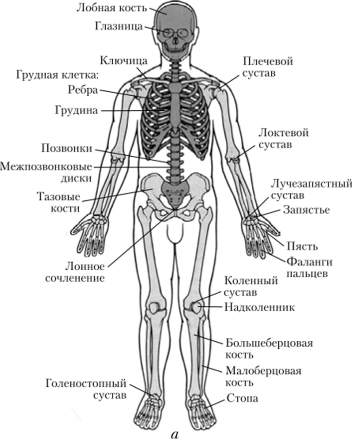 Скелет человека.