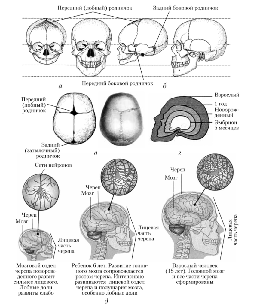 Развитие черепа новорожденного (в сравнении с черепом взрослого).