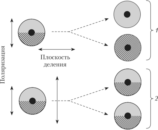 Схема неравного (1) и равного (2) деления клеток.