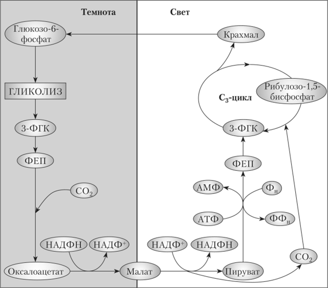 Рис. 4.21. Кислотный метаболизм толсгянковых (реакции темновой фазы фотосинтеза у САМ-растений)1.