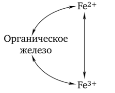 Биологический цикл превращения железа.