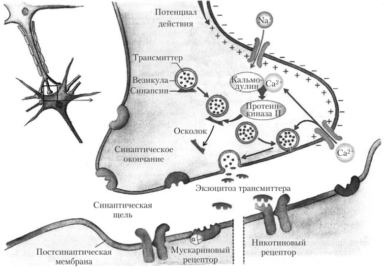 Процессы передачи сигнала в химическом синапсе.