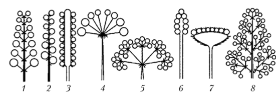 Примеры соцветий (схема).