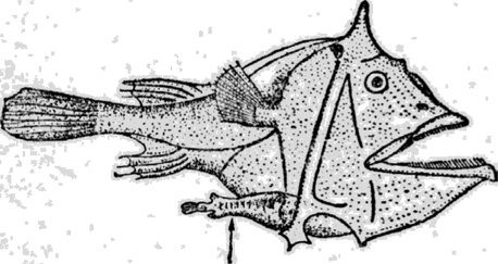 Самцы паразиты у глубоководных рыб-удильщиков.