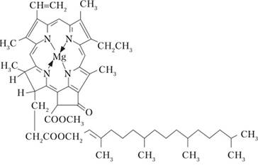 Структура молекулы хлорофилла.