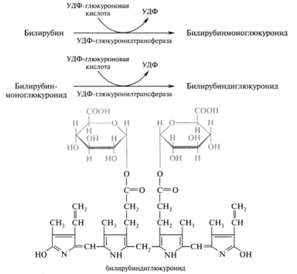 Конъюгирование билирубина с глюкуроновой кислотой ся два остатка глкжуроновой кислоты с образованием комплекса — билирубиндиглюкуронида.
