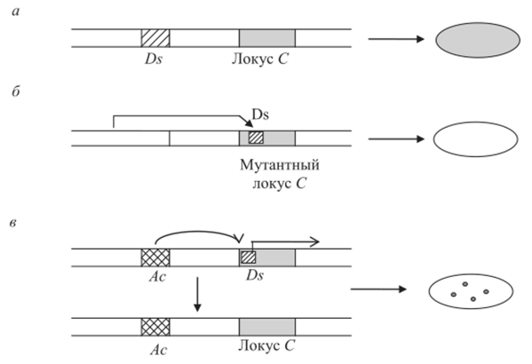 Схема взаимодействия активатора (Ас) и диссоциатора ^), инактивировавшего локус С у кукурузы.
