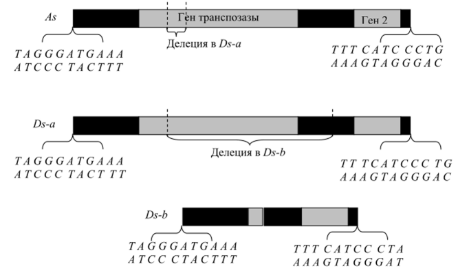 Строение Л*- и Ду-элементов кукурузы. Показаны два гена (светлым), ответственные за транспозицию, и последовательности инвертированных несовершенных повторов на концах.