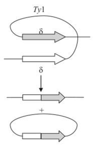 Эксцизия (вырезание) дрожжевого транслозона Ту за счет рекомбинации между терминальными повторами элемента 8.
