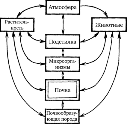 Схема взаимодействия почв с компонентами лесного биогеоценоза [51].