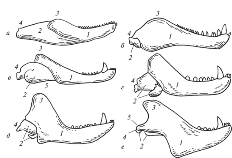 Ряд последовательных стадий преобразований нижней челюсти.