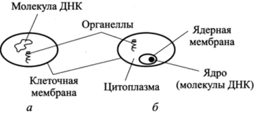 Схематическое изображение строения прокариотических (а) и эукариотических (б) клеток.