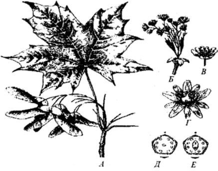 Клён остролистный (Acer platanoides).