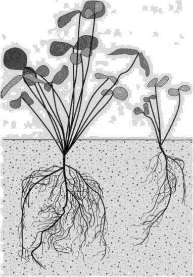 Растения клевера, зараженные клубеньковыми бактериями.