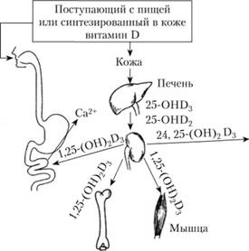 Схема активирования витамина D в организме.