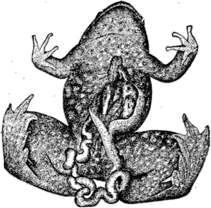 Лягушка с желудком, набитым мальками рыбы (ориг. рис.