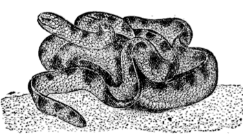 Морская змея-латохвост полосатый.
