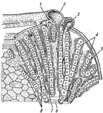 ИЗ. Схема строения печеночной дольки млекопитающего (по О. В. Александровской).