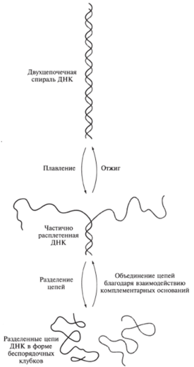 Схема процессов денатурации и ренату рации ДНК.