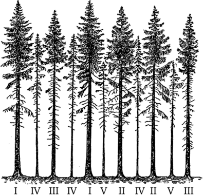 Распределение деревьев в еловом лесу по классам роста и развития Крафта [3].