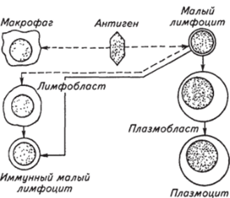 Трансформация В-лимфоцитов в антителопродуцирующие клетки.