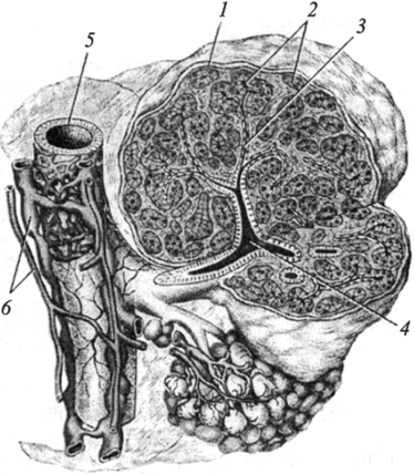Схема строения поджелудочной железы.